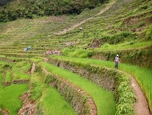 Banaue rice terraces